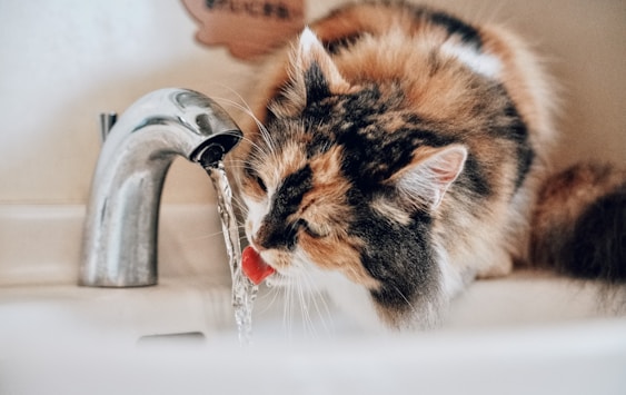 Image d'un chat buvant a un robinet à Lagnieu